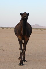 Camel in Desert