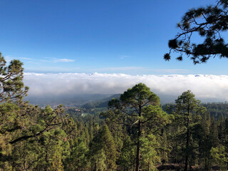 trees in the mountains