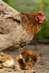 Closeup of a mother chicken with its baby chicks on the farm. Hen with baby chickens