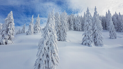Obraz premium Picture of snow covered trees and untouched snowfield with blue sky and loose clouds during daytime