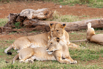 Naklejka na ściany i meble Lion and Lioness in Kenya Africa