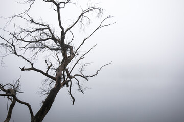 Tree branch isolated on late on cold misty day 