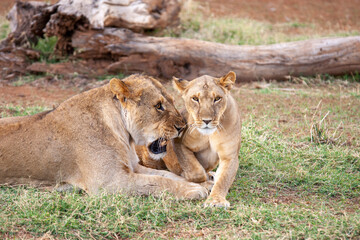 Fototapeta na wymiar Lion and Lioness in Kenya Africa