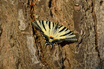 a yellow swallowtail sits on the bark of a pine tree