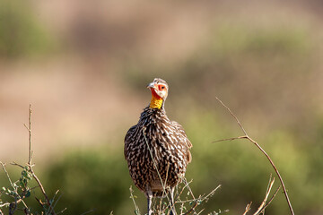 Yellow Throated Spurfowl in Kenya Africa