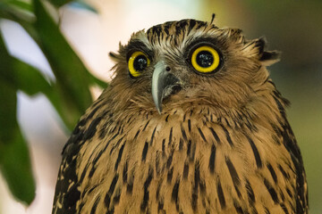 portrait of owl face