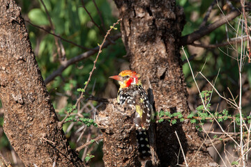 Red and Yellow Barbet in Kenya Africa