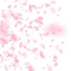 Sakura petals falling down. Romantic pink flowers 