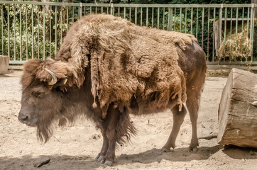 Ein Bison