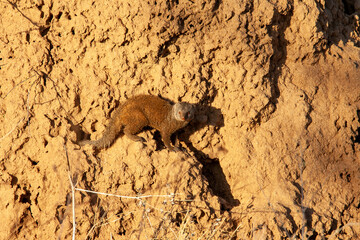 Dwarf Mongoose in Kenya Africa	
