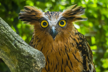 portrait of owl face