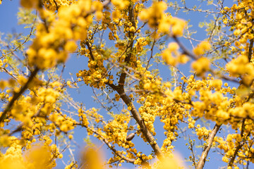 espinillo, arbol nativo