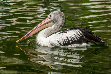 the pelican on the pond