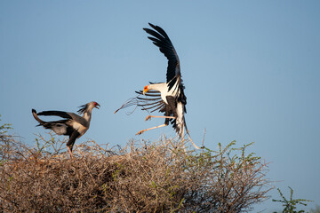 Secretary Bird nesting in Kenya Africa
