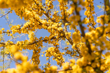 espinillo, arbol nativo