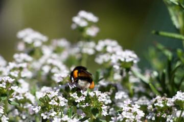 Hummel, die auf Thymian sitzt