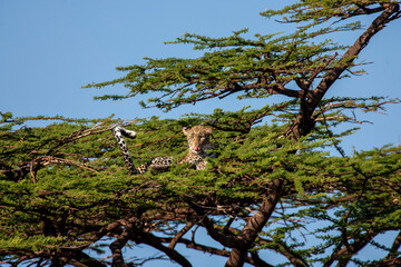 Female Leopard in the top of a tree  Kenya Africa