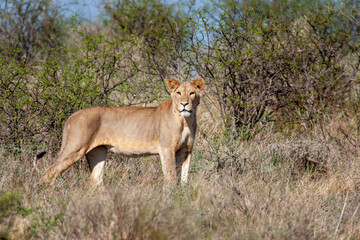 Lioness in Kenya Africa