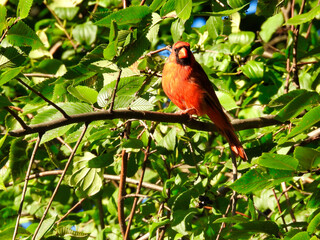 Red Northern Cardinal Bird Perched in the Sun on a Tree Branch Among Green Leaves on a Summer Day