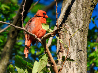 A Red Northern Cardinal Bird Perched on a Tree Branch Next to a Tree Trunk With His Head Sideways Sun Shining on His Red Feathers on a Beautiful Summer Day