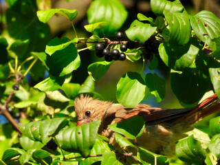  Northern cardinal female bird peaks over the green leaves as she is perched on a tree branch with the sun shining on her pale brown feathers 