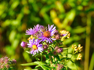 New England Aster Wildflower Closeup Macro of Purple Flowers with Yellow Centers in a Prairie Field 