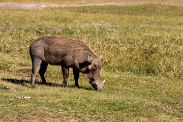 Warthog in Kenya Africa