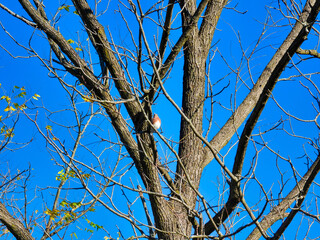 Eastern Bluebird Bird Perched in a Fall Tree with Just a Few Leaves on a Sunny Day with Blue Sky