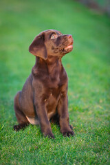 Junger brauner Labrador Welpe