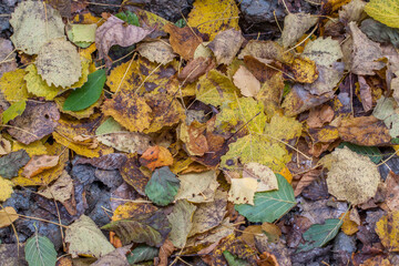autumn leaves background