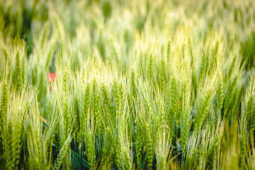 Green wheat field