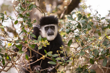 Black and White Colobus Monkey in Kenia Africa