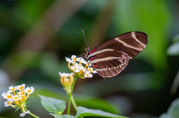 Zebra Heliconian. Butterfly