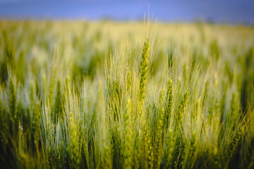 Wheat field in spring