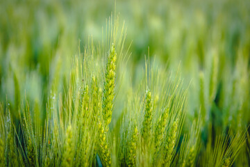 Green wheat background