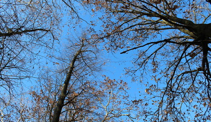 Foglie sugli alberi in inverno