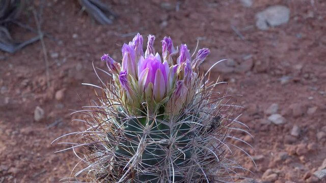 Flowering cactus plants (Sclerocactus parviflorus)  in Canyonlands National Park, Utha