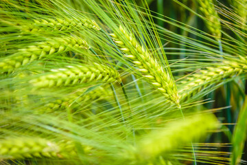 Ears of green wheat (closeup)