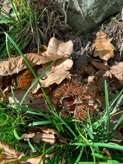 mushrooms in the forest