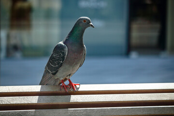 Pigeon sitting on wooden plank bench on blurry urban background