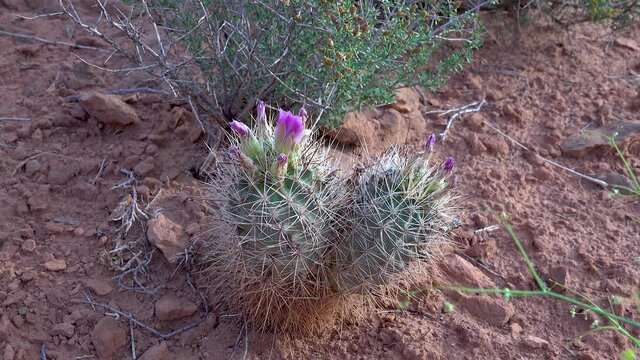 Flowering cactus plants (Sclerocactus parviflorus)  in Canyonlands National Park, Utha