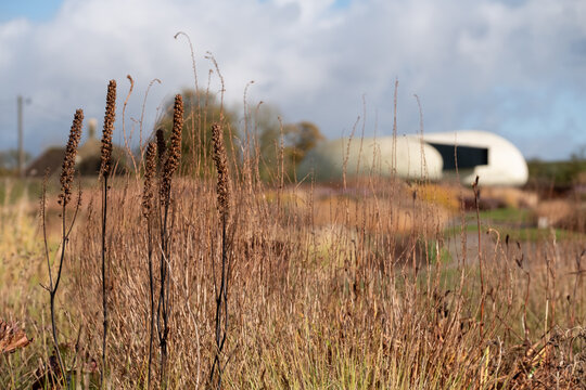 Garden at Hauser & Wirth Gallery named the Oudolf Field, at Durslade Farm, Somerset UK. Designed by landscape artist Piet Oudolf, photographed in autumn.