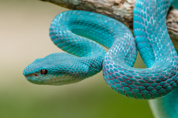 the blue insularis viper snake
