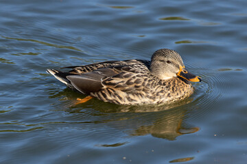 Swimming female Mallard Duck 