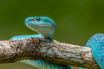 the blue insularis viper snake