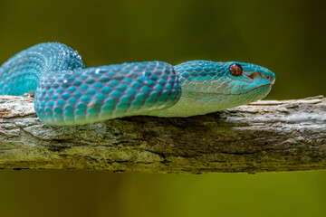 the blue insularis viper snake