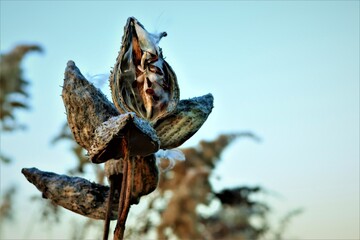 Seeds and fluff of a wild herb called Asclepias syriaca, November, USA, close-up