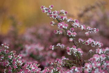 Garden at Hauser & Wirth Gallery named the Oudolf Field, at Durslade Farm, Somerset UK. Designed by landscape artist Piet Oudolf, photographed in autumn.