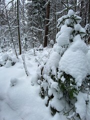 snow covered trees