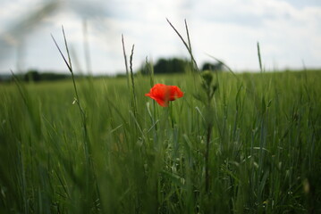Red poppy in the field